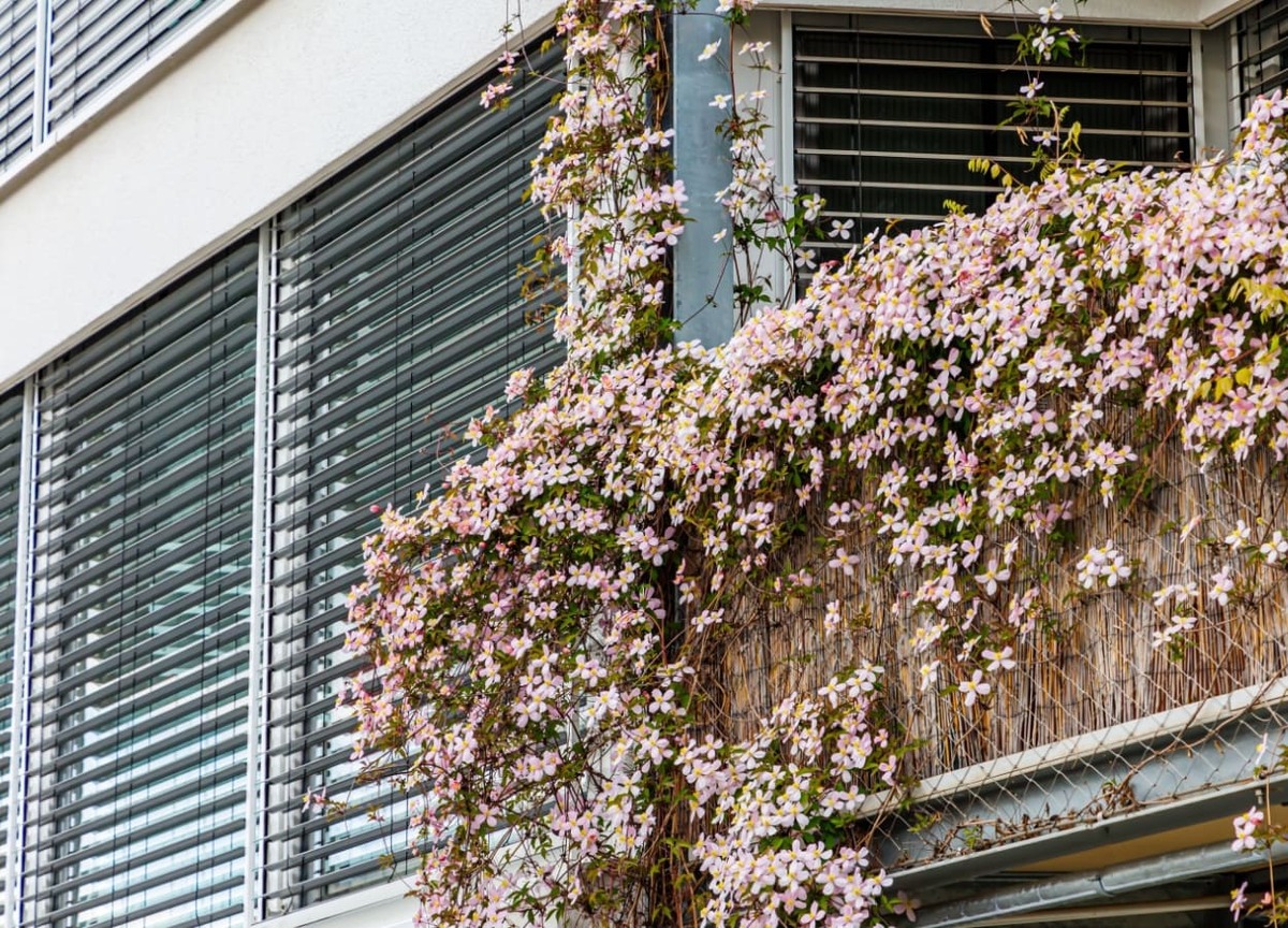 planta cataratoare, cu flori delicate, Clematis montana, ce acopera fatada unei locuinte 