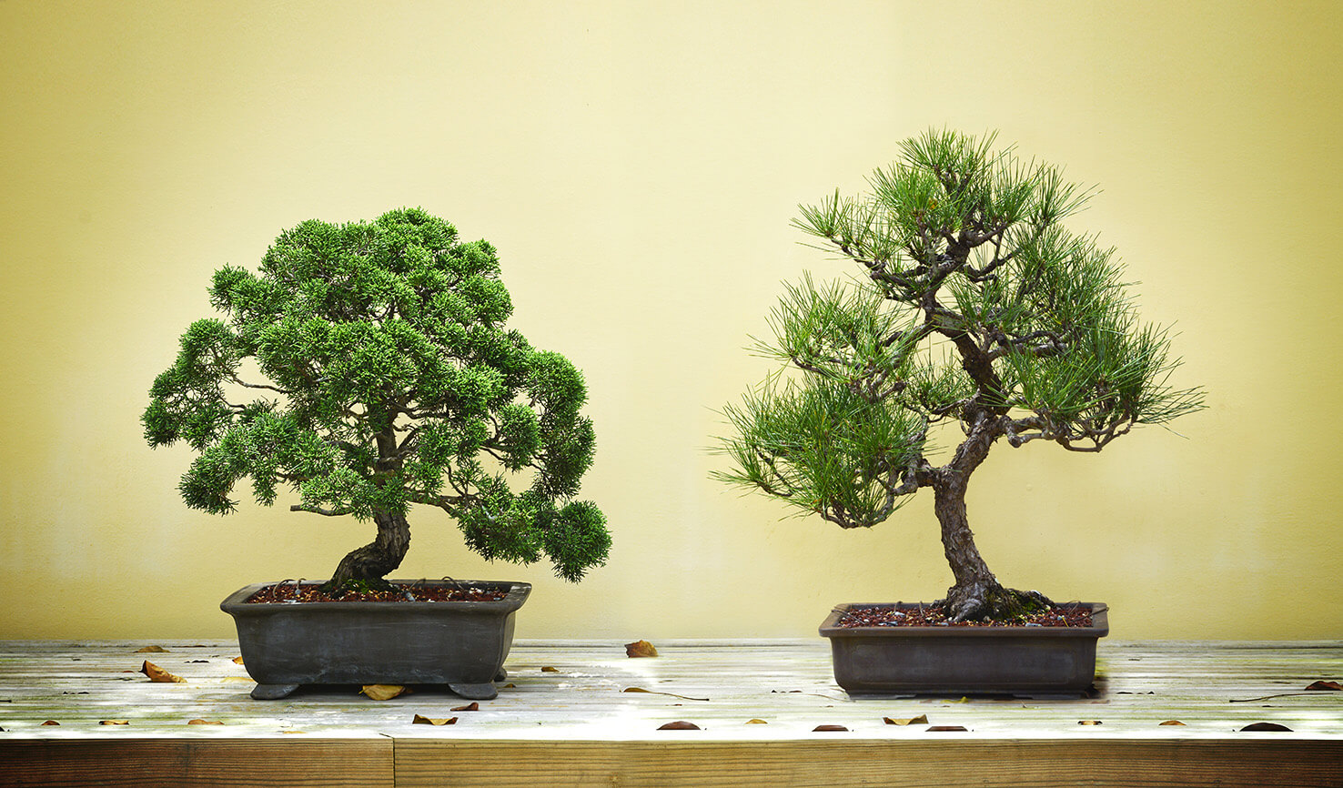 tipuri de bonsai