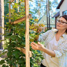 Plante cataratoare: ce alegi si cum le ingrijesti