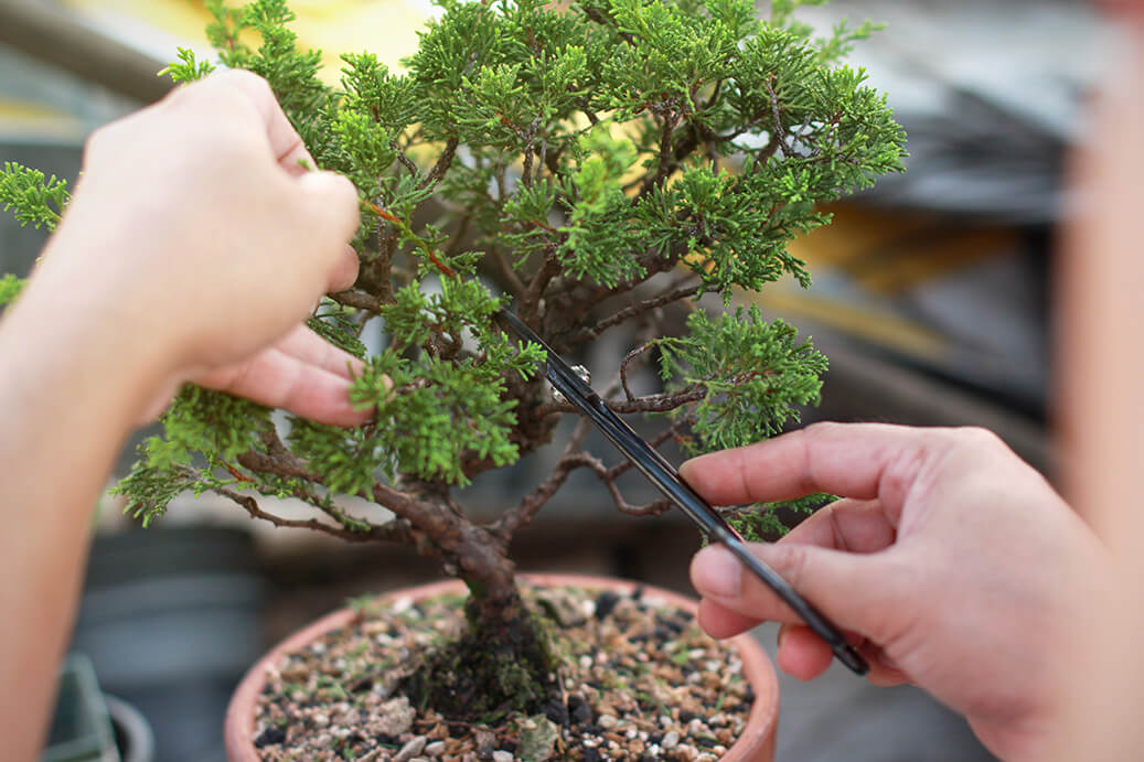De ce cad frunzele bonsaiului si ce poti face