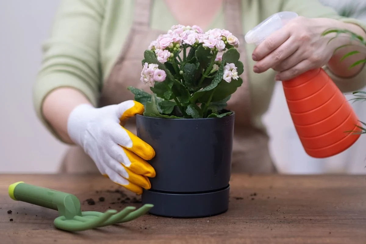 kalanchoe in ghiveci pe pervaz culori rosu alb galben portocaliu lumina indirecta