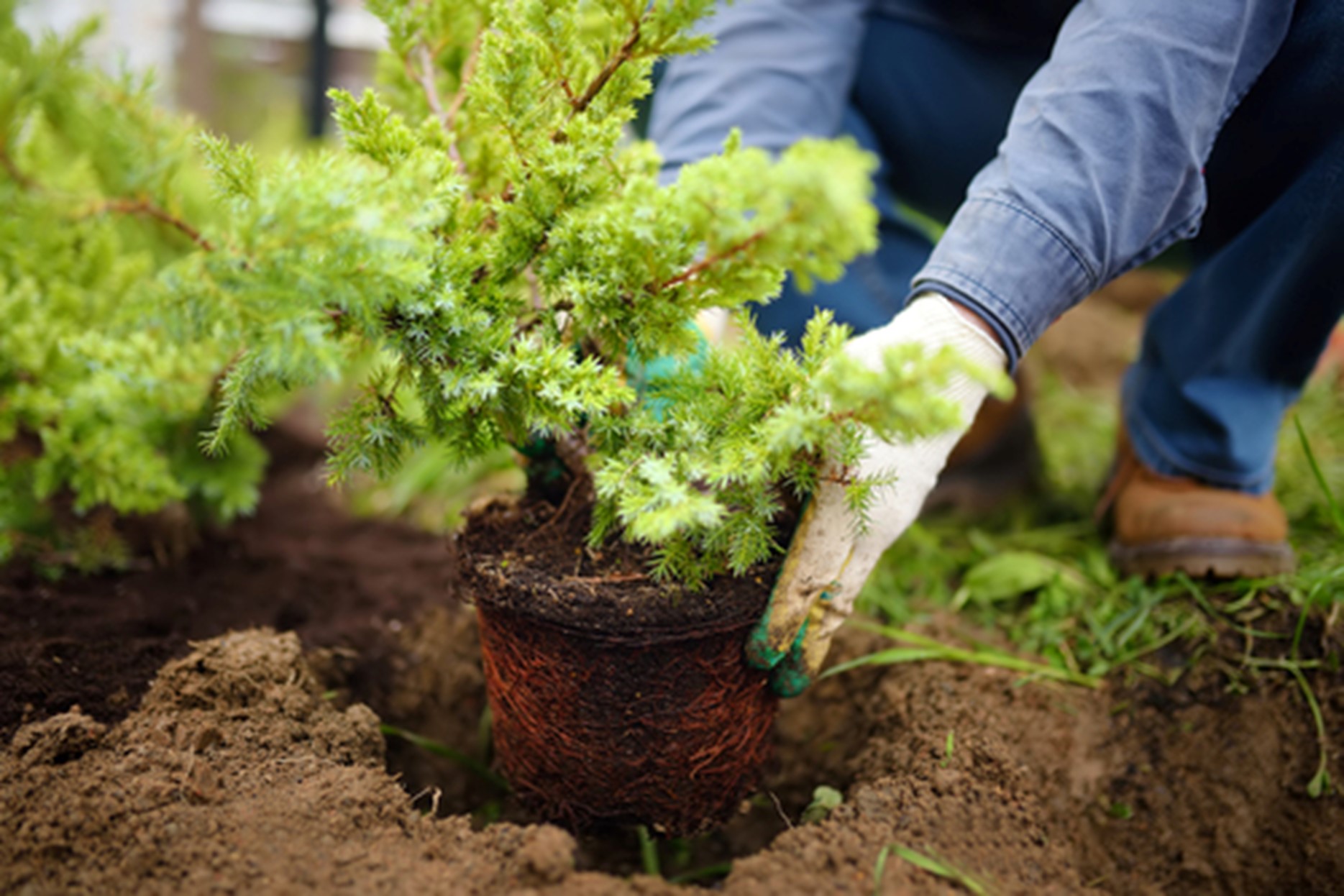 perioada de plantare a arbustilor ornamentali