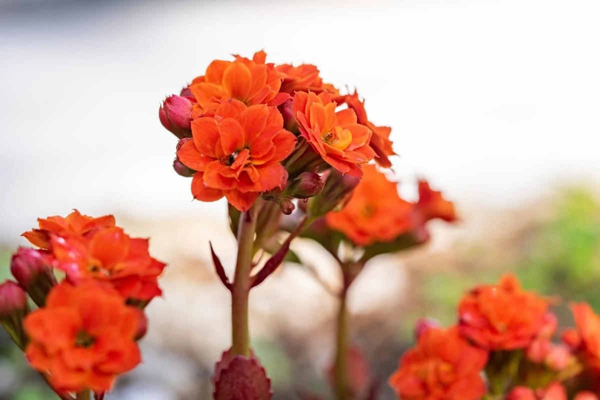 detaliu flori kalanchoe portocaliu inflorescenta bogata prim plan