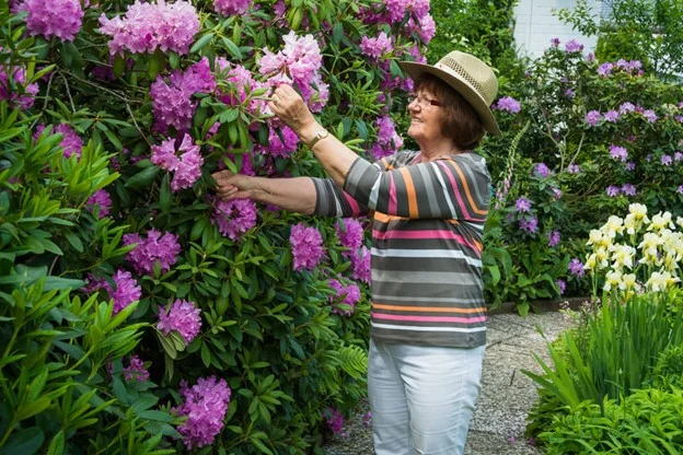 Recomandari de ingrijire a rododendronului