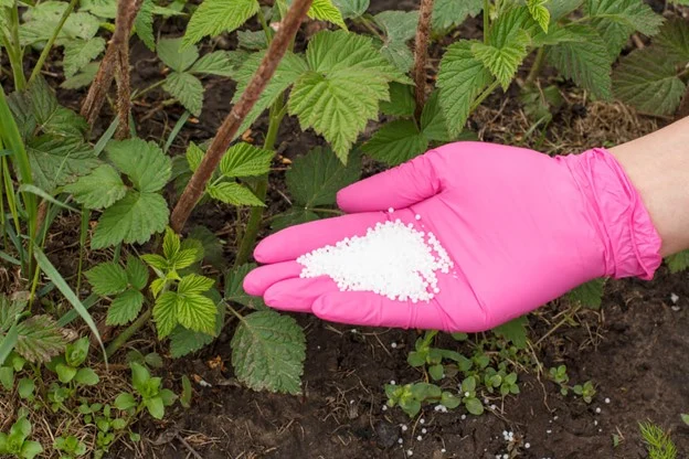 Ce tipuri de fertilizari necesita zmeura
