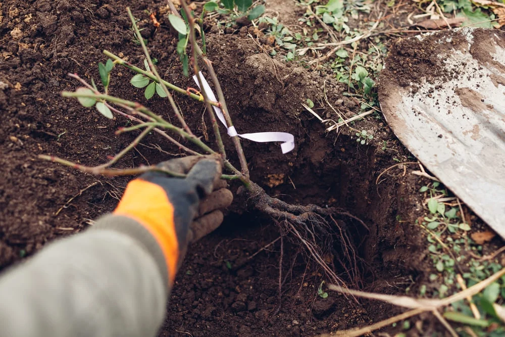 plantarea trandafirilor de gradina