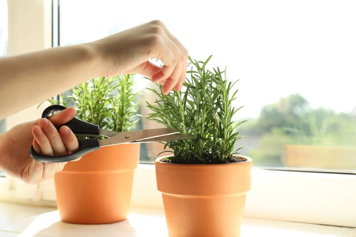 taierea plantelor aromatice