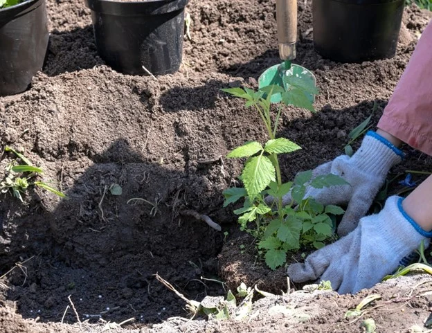 La ce adancime se planteaza zmeura si ce distanta trebuie sa fie intre culturi?