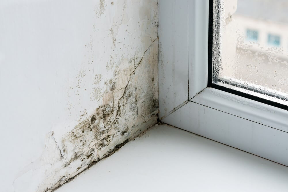mucegai langa tamplaria geamului