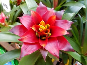 Bromelia: Sfaturi de plantare și îngrijire