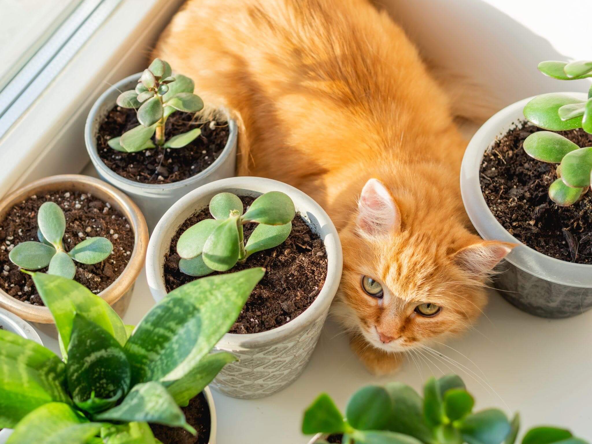 plante suculente si pisica